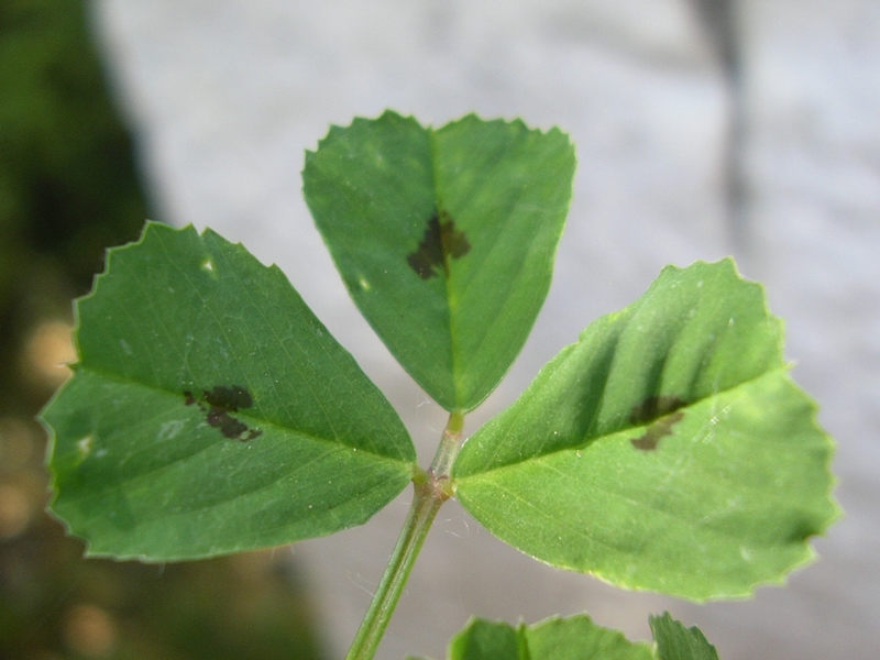 Medicago arabica / Erba medica araba